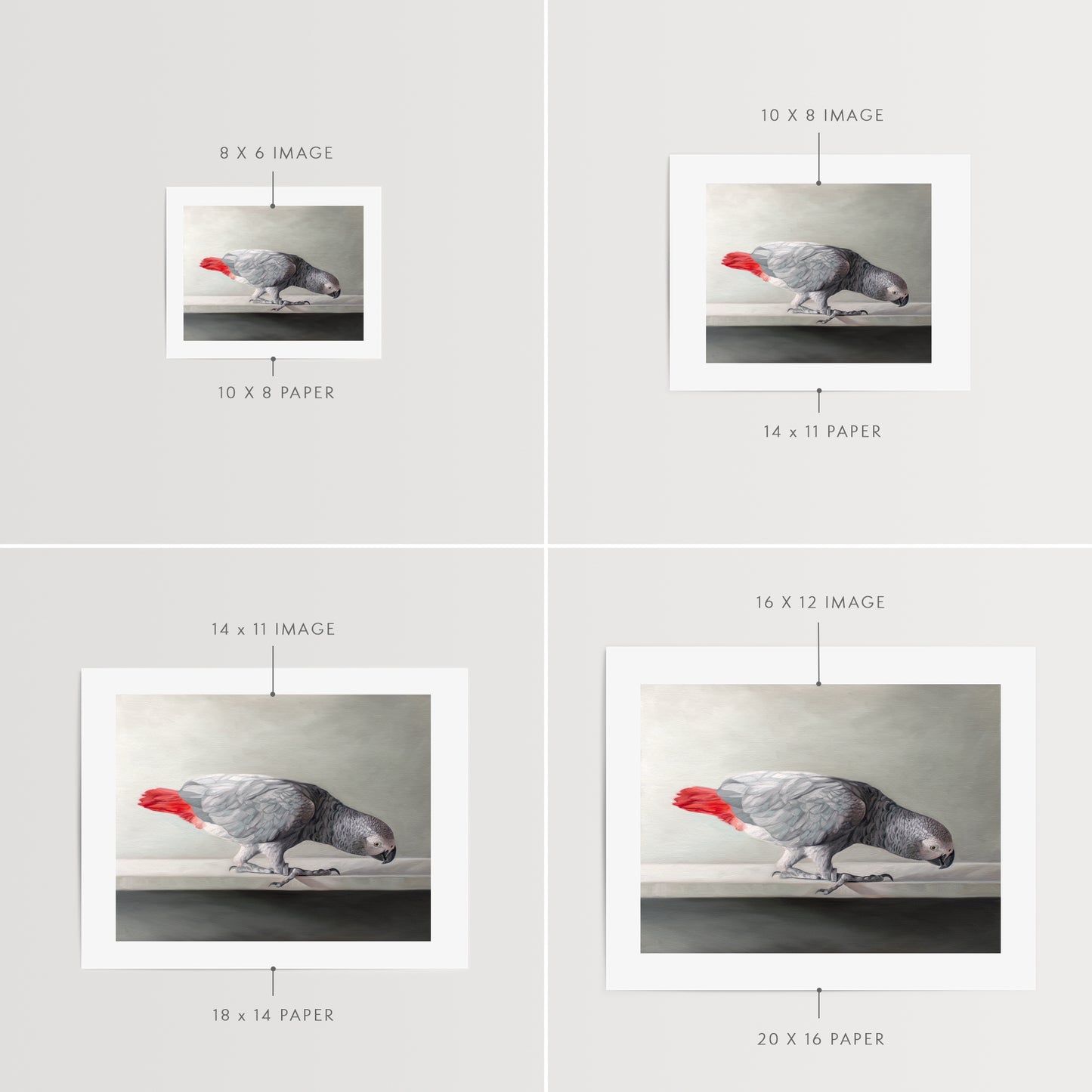 This artwork features a Congo African Grey Parrot curiously peeking over the edge of a white shelf.