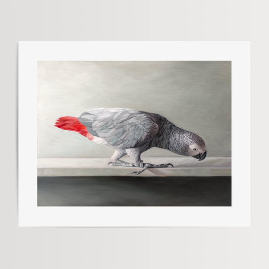 This artwork features a Congo African Grey Parrot curiously peeking over the edge of a white shelf.