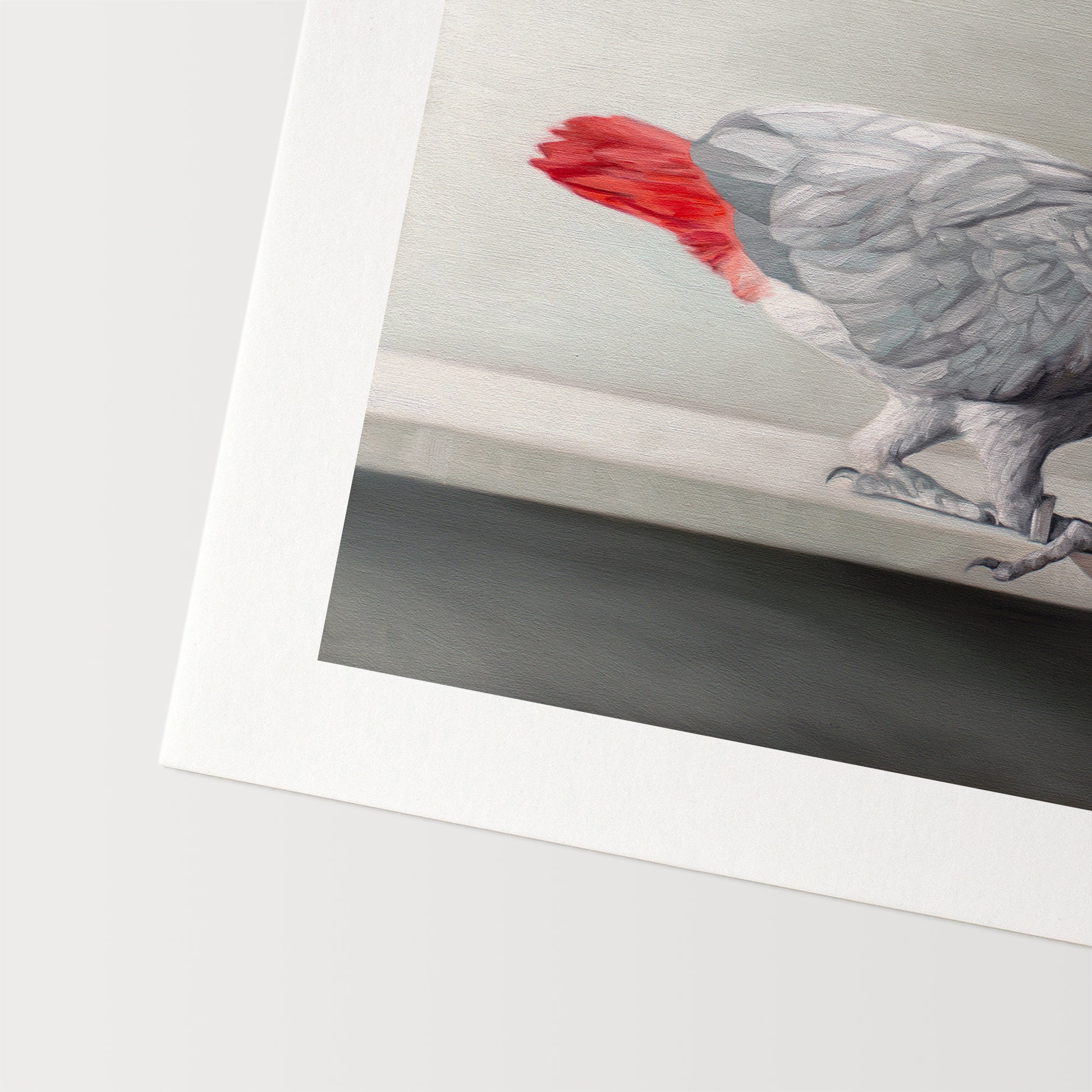 This artwork features a Congo African Grey Parrot curiously peeking over the edge of a white shelf.