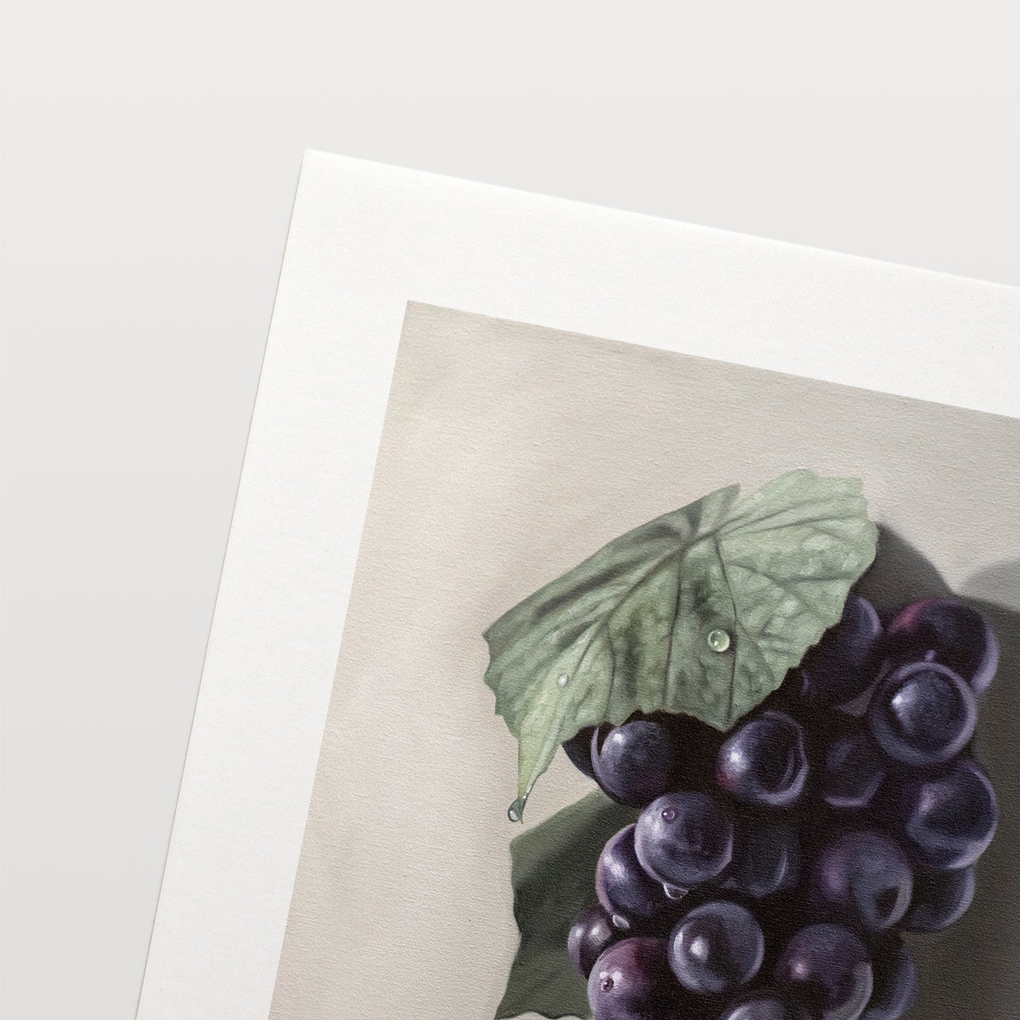 This artwork features a fresh bunch of Concord grapes resting on a light grey surface with some nice dramatic lighting.