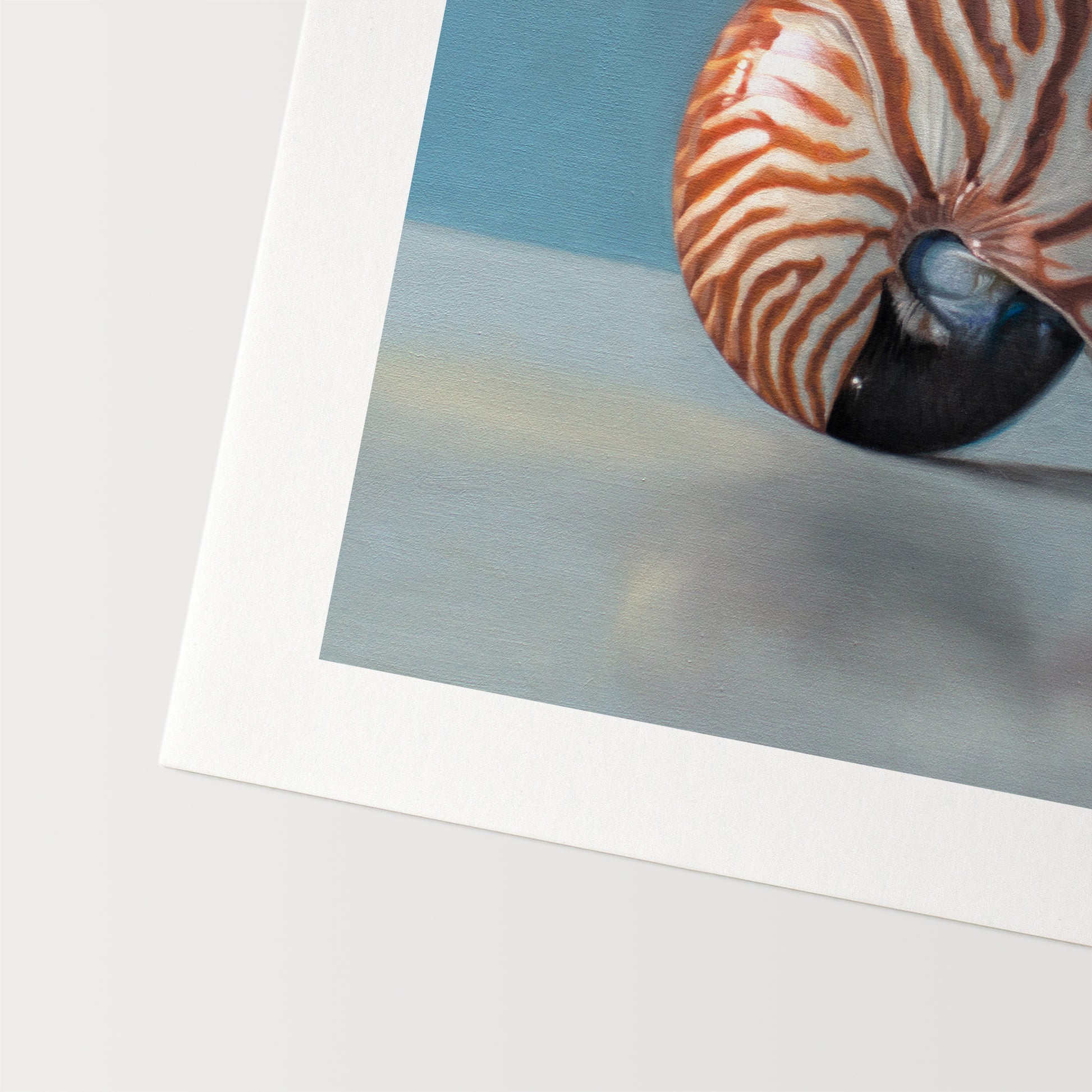 This artwork features a nautilus shell resting on a light, reflective surface with dramatic lighting and a blue background.