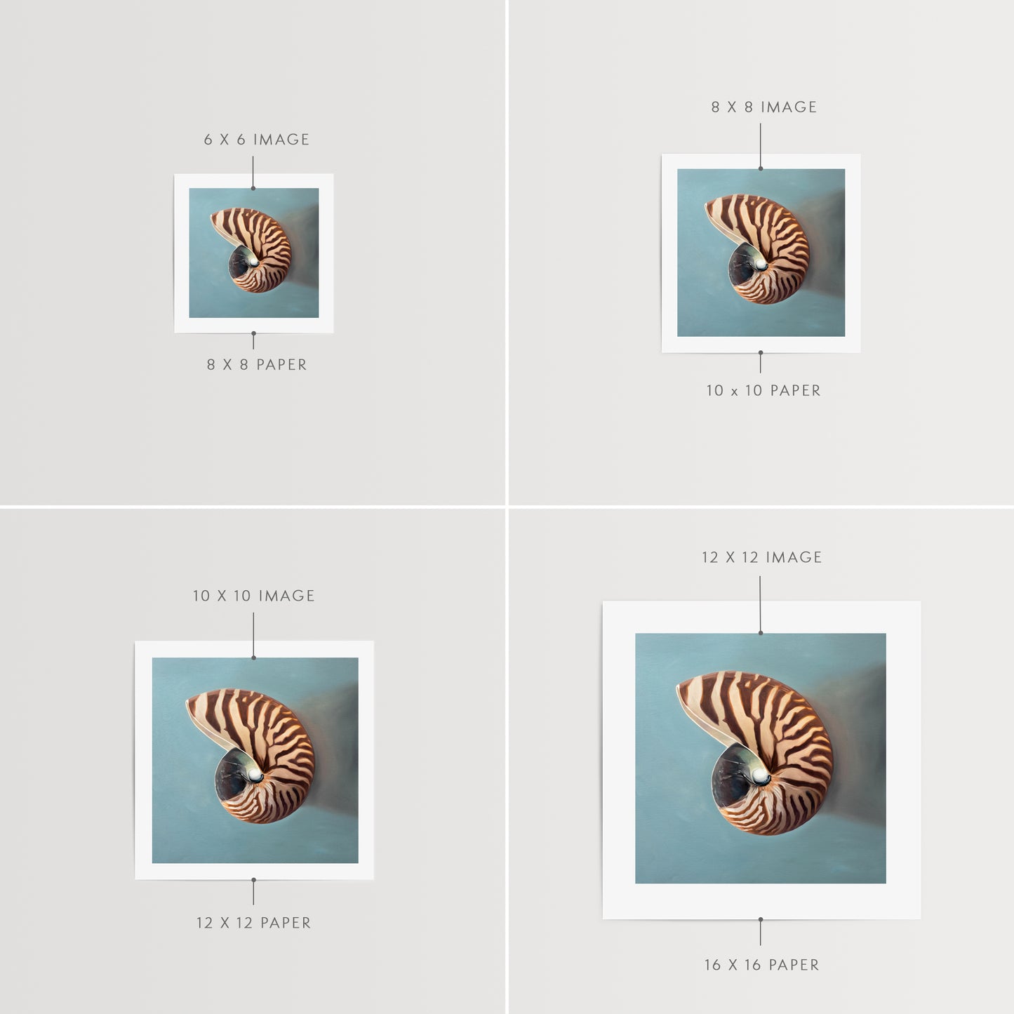 This artwork features a beautifully striped nautilus shell resting on a light blue surface.