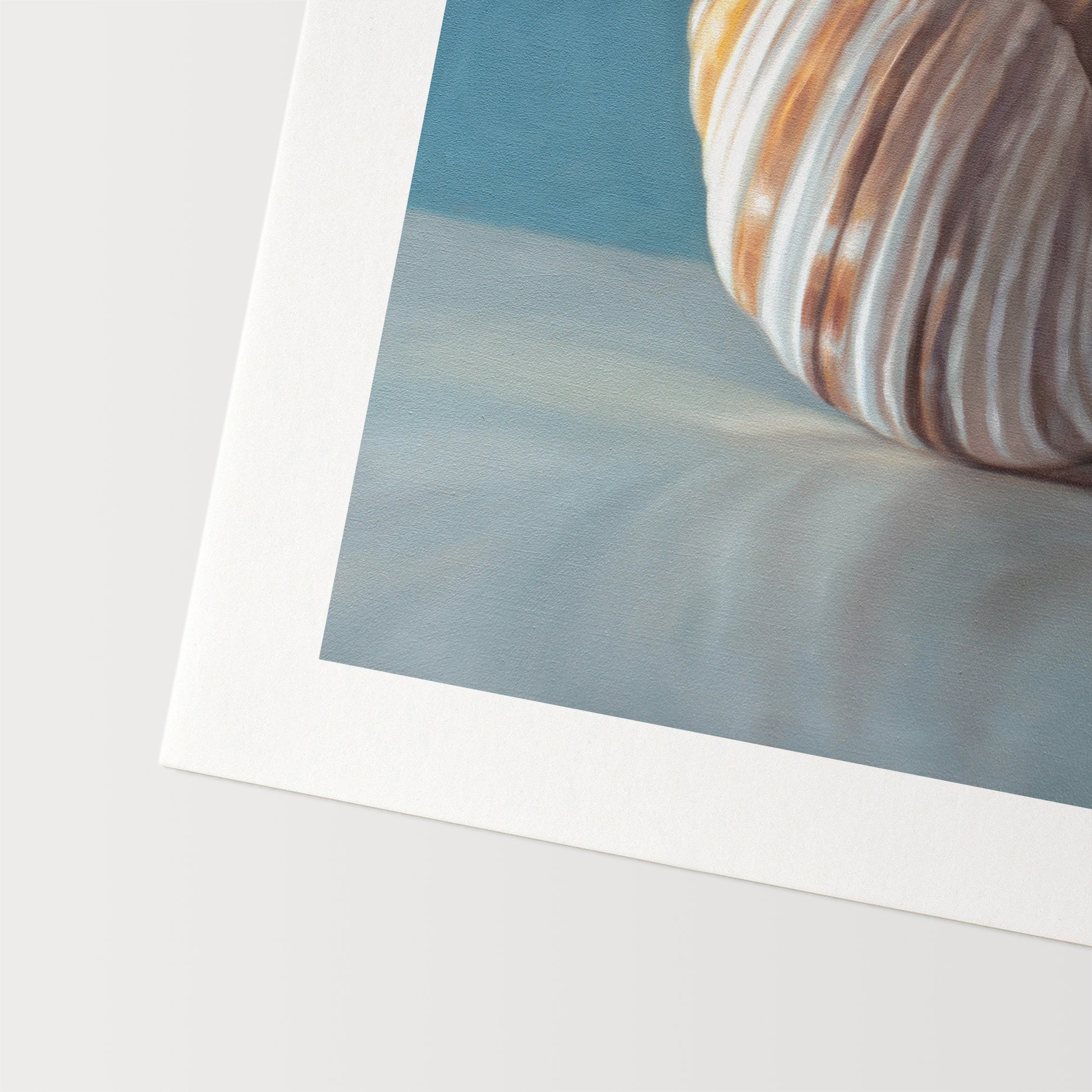This artwork features yet another single seashell resting on a light surface with dramatic lighting and a soft mutedblue background.