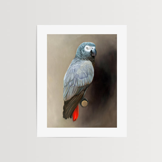 African Grey Parrot Fine Art Print by Lauren Pretorius: a Congo African Grey Parrot perched adjacent to a dark grey wall with dramatic side lighting.