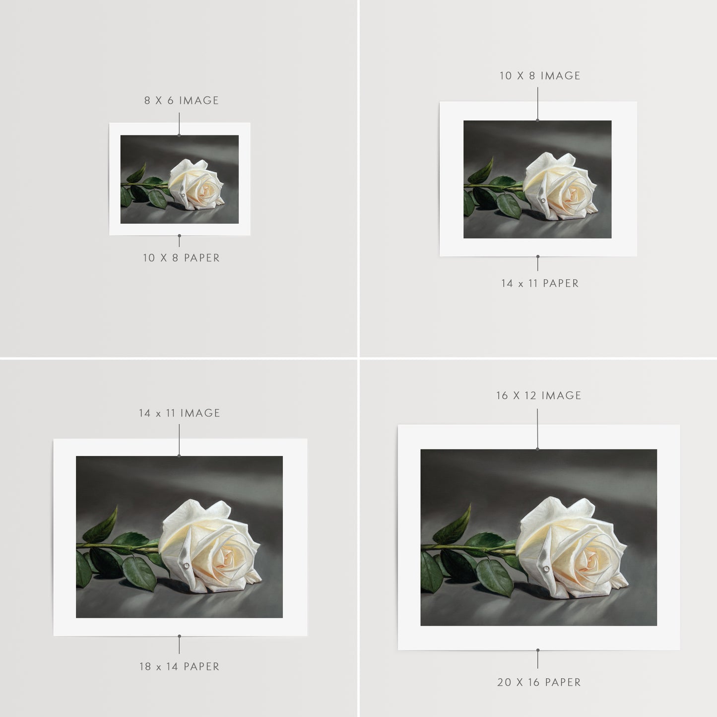 White Rose | Fine Art Print