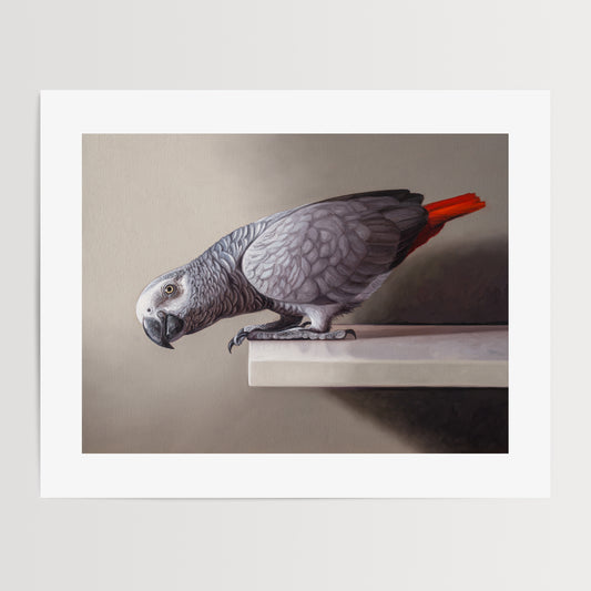 Curious African Grey Parrot Fine Art Print by Lauren Pretorius: an African Grey Parrot perched on a ledge, detailed black and grey tones with a red highlight on the tail.