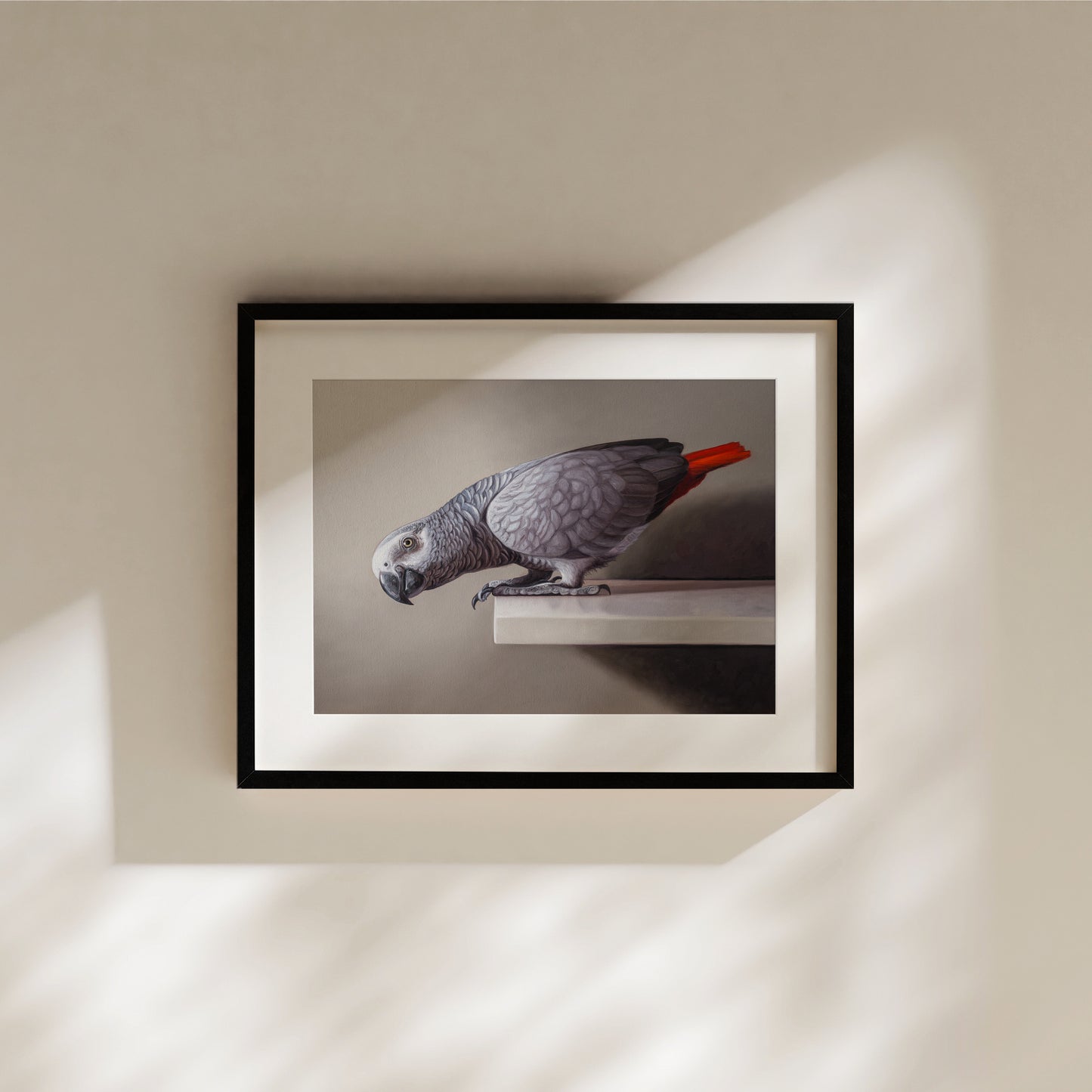 Curious African Grey Parrot Fine Art Print by Lauren Pretorius: an African Grey Parrot perched on a ledge, detailed black and grey tones with a red highlight on the tail.