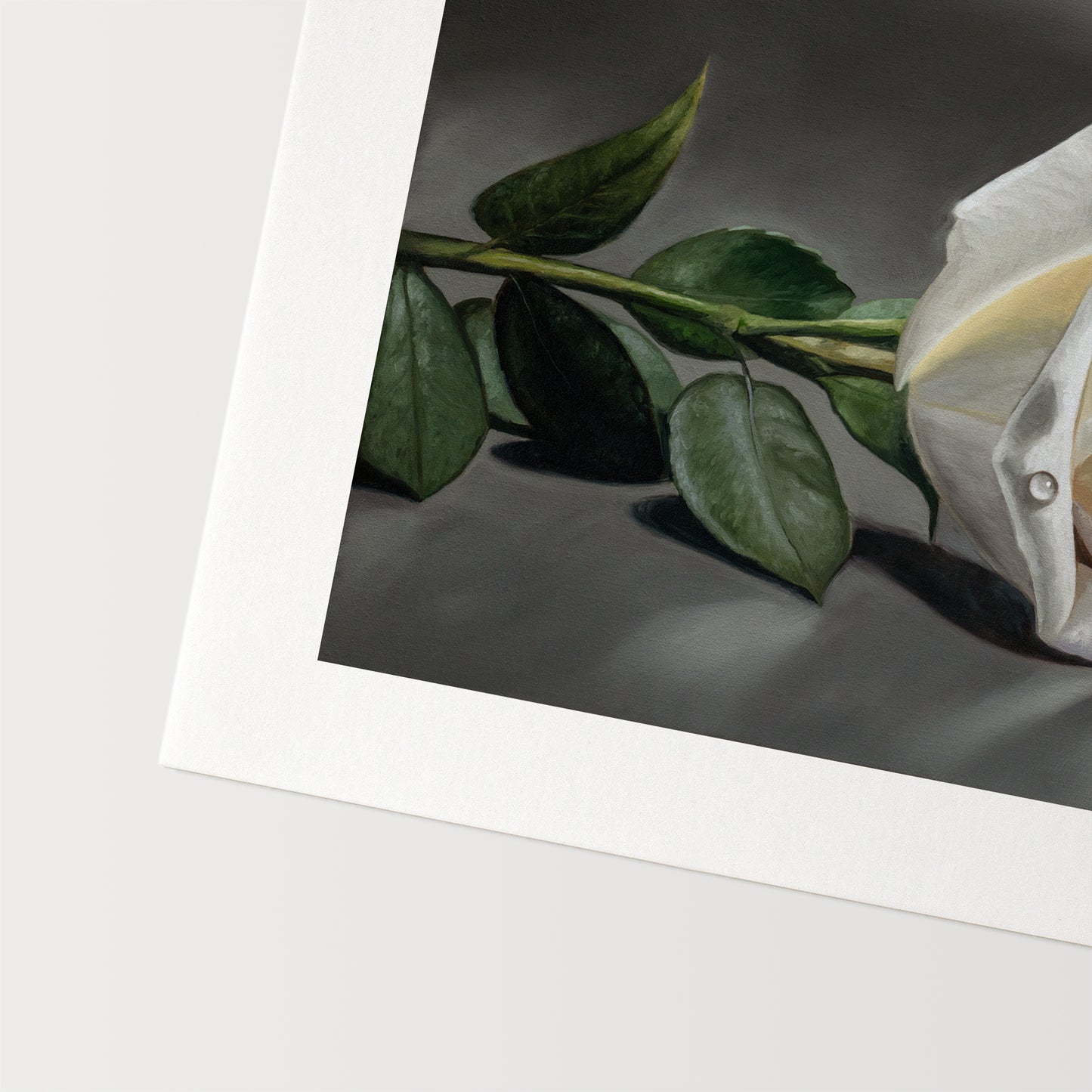 White Rose | Fine Art Print