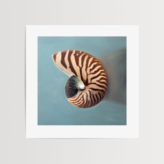 Nautilus Shell Fine Art Print by Lauren Pretorius: a beautifully striped nautilus shell resting on a light blue surface.