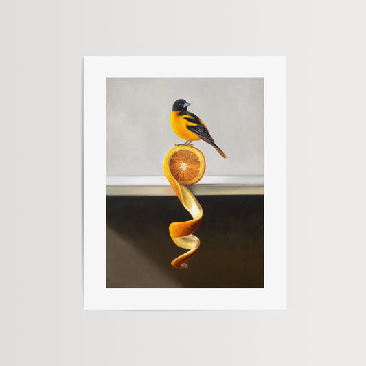 Orange Twist Oriole Fine Art Print by Lauren Pretorius: a Baltimore Oriole perched on top of an orange twist that rests on a white shelf.