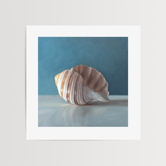 Single Seashell Fine Art Print by Lauren Pretorius: yet another single seashell resting on a light surface with dramatic lighting and a soft mutedblue background.