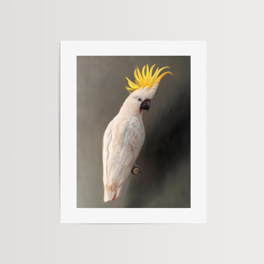 Yellow Crested Cockatoo Fine Art Print by Lauren Pretorius: a yellow crested cockatoo perched adjacent to a dark grey wall with dramatic side lighting.