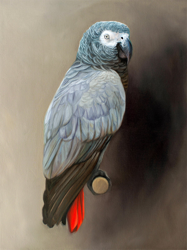 This artwork features a Congo African Grey Parrot perched adjacent to a dark grey wall with dramatic side lighting.