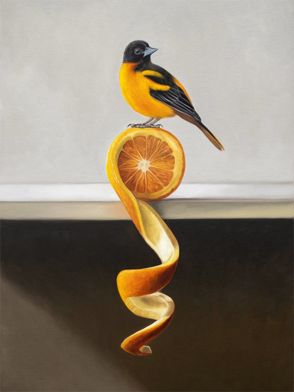 This artwork features a Baltimore Oriole perched on top of an orange twist that rests on a white shelf.