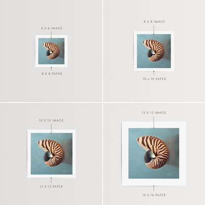 This artwork features a beautifully striped nautilus shell resting on a light blue surface.