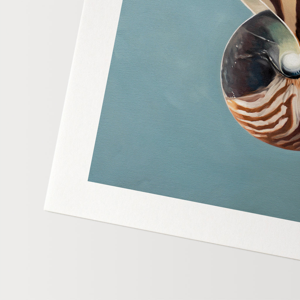 This artwork features a beautifully striped nautilus shell resting on a light blue surface.