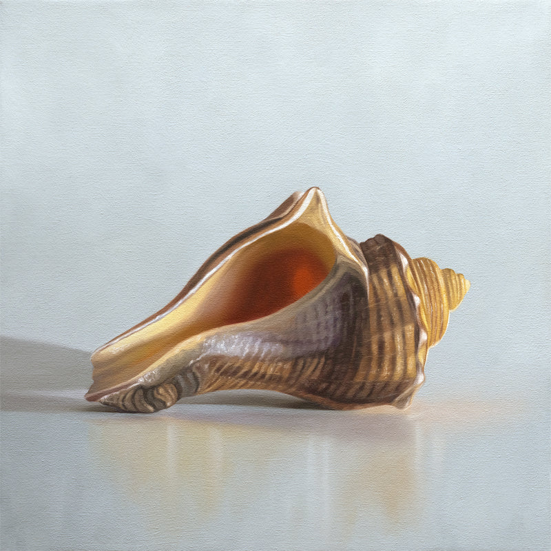 This artwork features a single seashell resting on a light neutral blue surface with some nice dramatic lighting.
