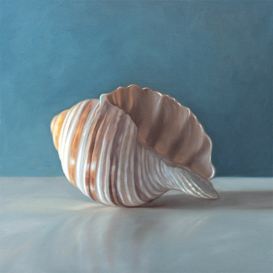 This artwork features yet another single seashell resting on a light surface with dramatic lighting and a soft mutedblue background.