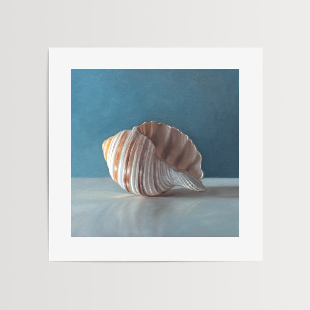 This artwork features yet another single seashell resting on a light surface with dramatic lighting and a soft mutedblue background.