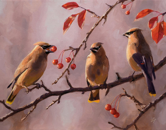 Autumn Cedar Waxwings • 14 x 11