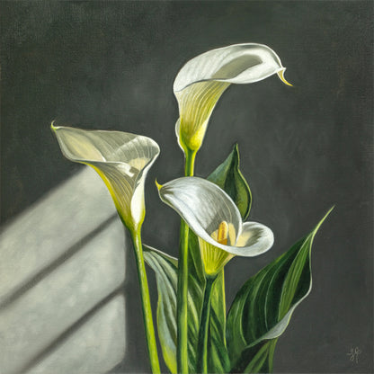 Cala Lilies