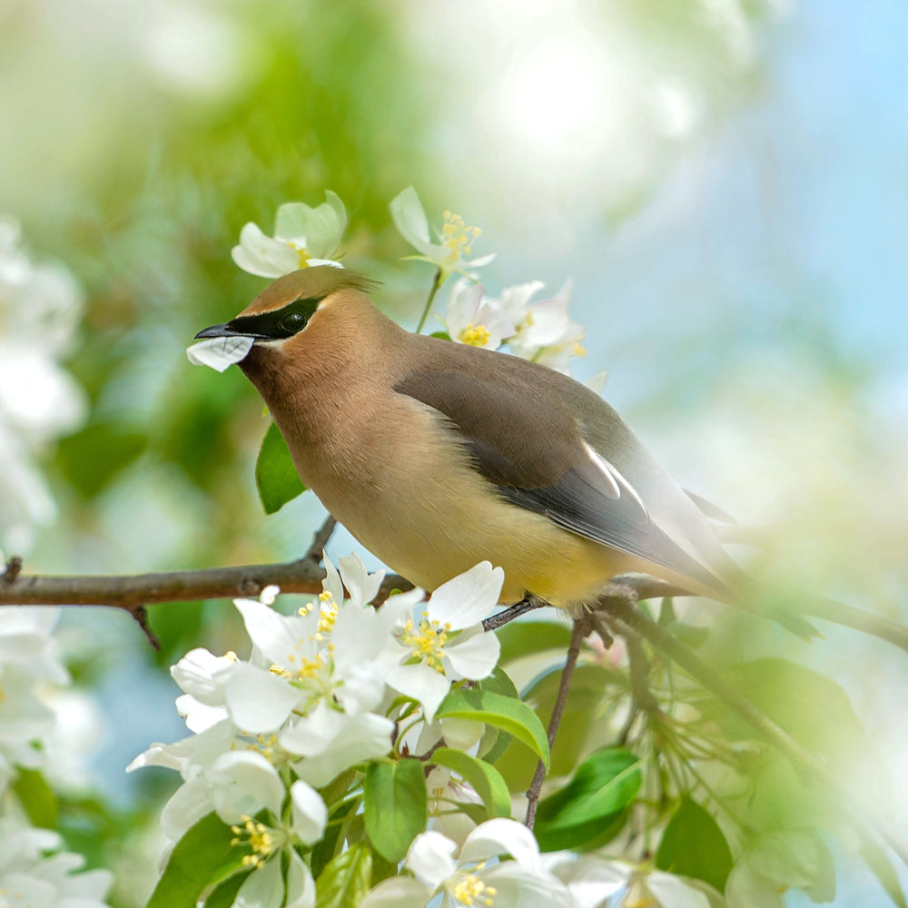 A close-up photograph of a cedar waxbird perched on a branch among white blossoms and green leaves, with a soft blurred natural background.