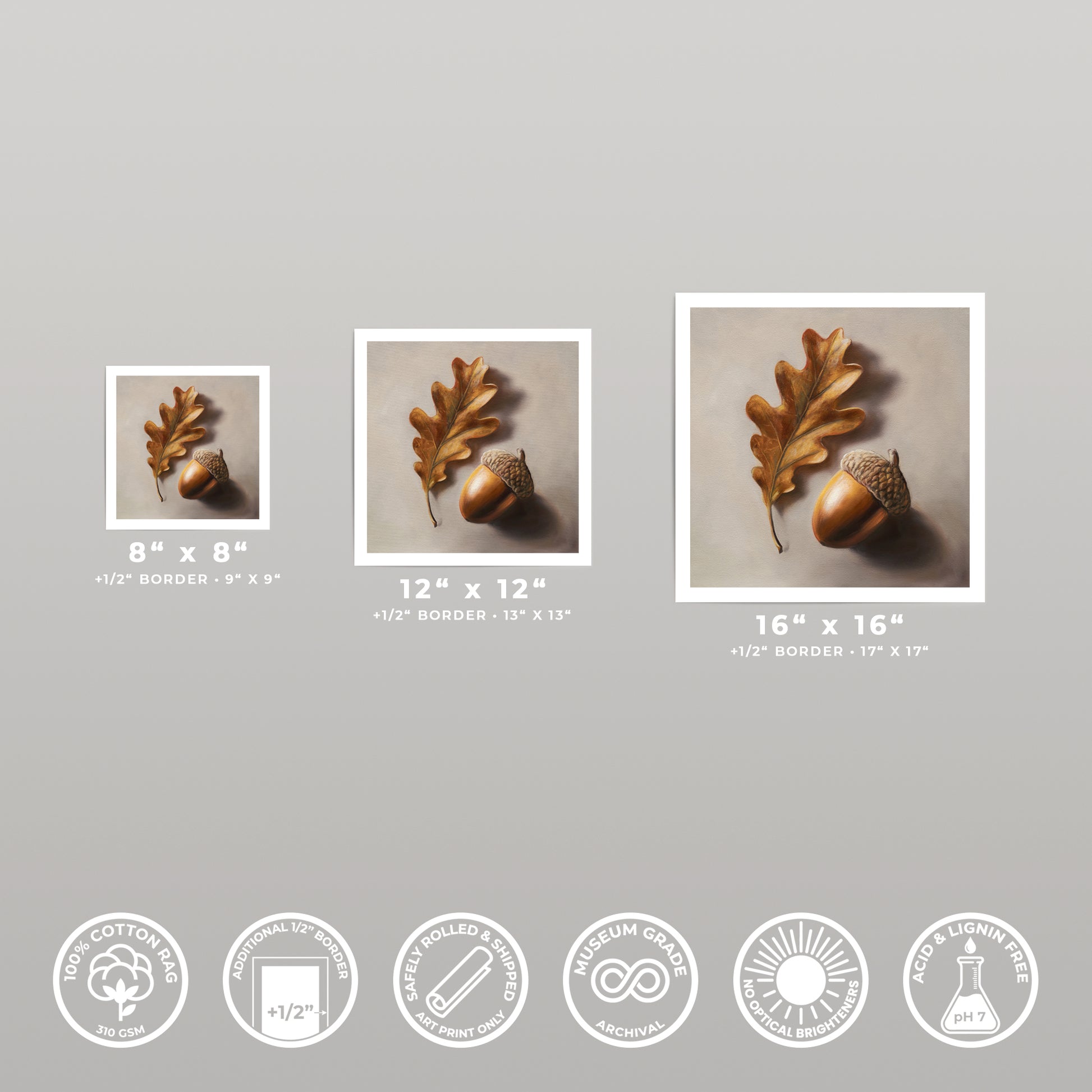 Three square fine art prints of an acorn and oak leaf, varying in size from 8x8 to 16x16 inches.