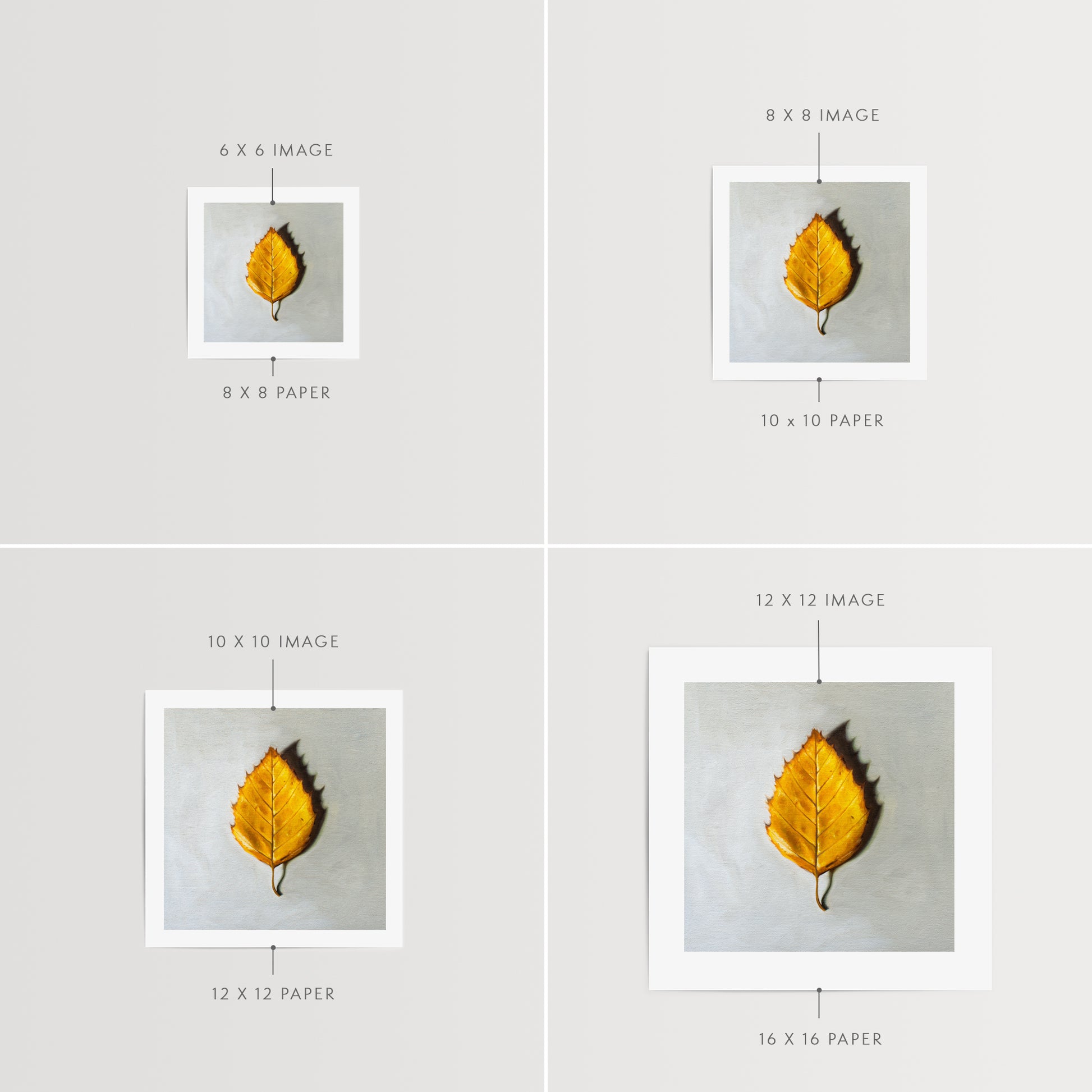 Autumn Birch Leaf Fine Art Print by Lauren Pretorius: a single Birch tree leaf in its brilliant Autumn yellow color.