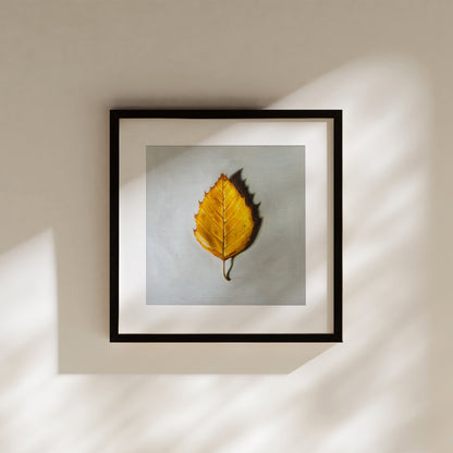 Autumn Birch Leaf Fine Art Print by Lauren Pretorius: a single Birch tree leaf in its brilliant Autumn yellow color.