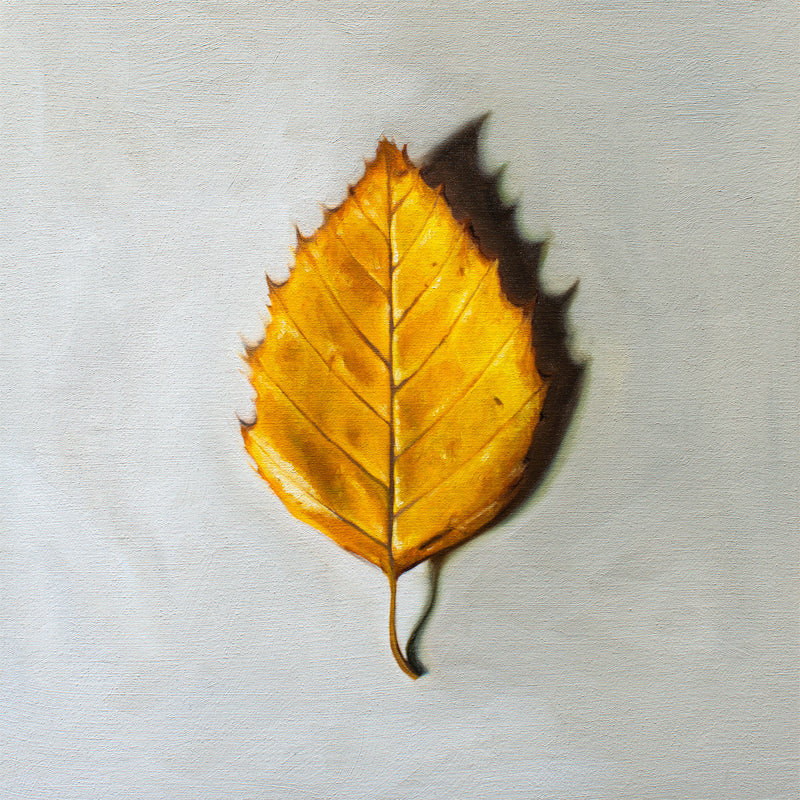 Autumn Birch Leaf Fine Art Print by Lauren Pretorius: a single Birch tree leaf in its brilliant Autumn yellow color.