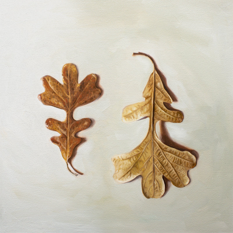 Autumn Oak Tree Leaves Fine Art Print by Lauren Pretorius: a duo of Oak Tree leaves laying on a light surface. One of the leaves faces upwards, while the other is flipped over and upside down.