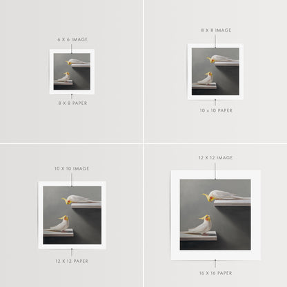 Pair of Cockatiels | Fine Art Print