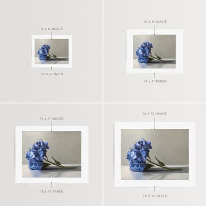 Blue Hydrangeas Fine Art Print by Lauren Pretorius: a bouquet of blue hydrangeas resting on a light surface with a neutral background.