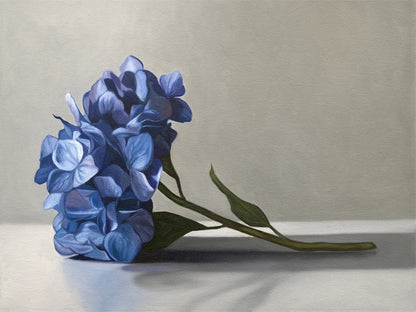 Blue Hydrangeas Fine Art Print by Lauren Pretorius: a bouquet of blue hydrangeas resting on a light surface with a neutral background.