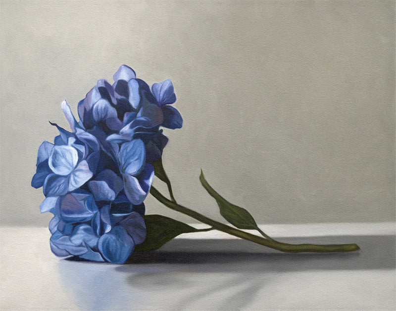 Fine art print of a single blue hydrangea flower with green leaves on a light gray background.