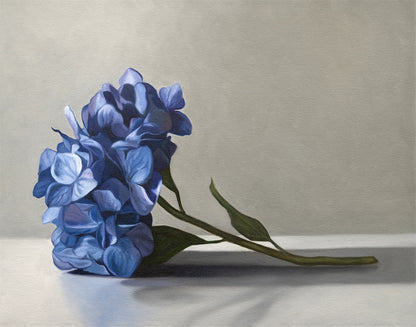 Fine art print of a single blue hydrangea flower with green leaves on a light gray background.