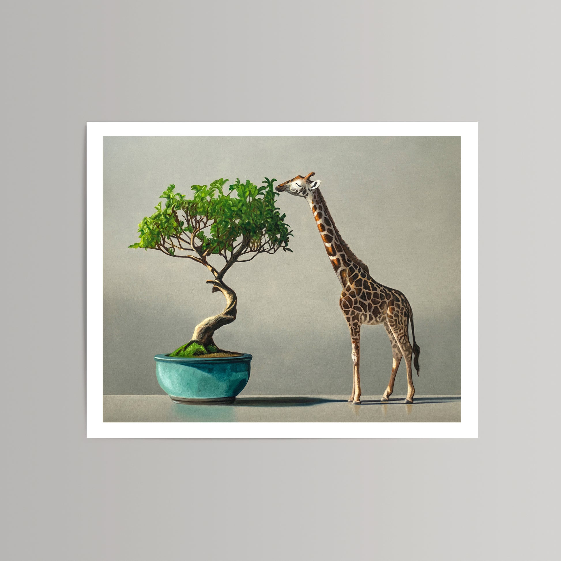 Fine art print of a giraffe eating leaves from a bonsai tree in a teal pot.