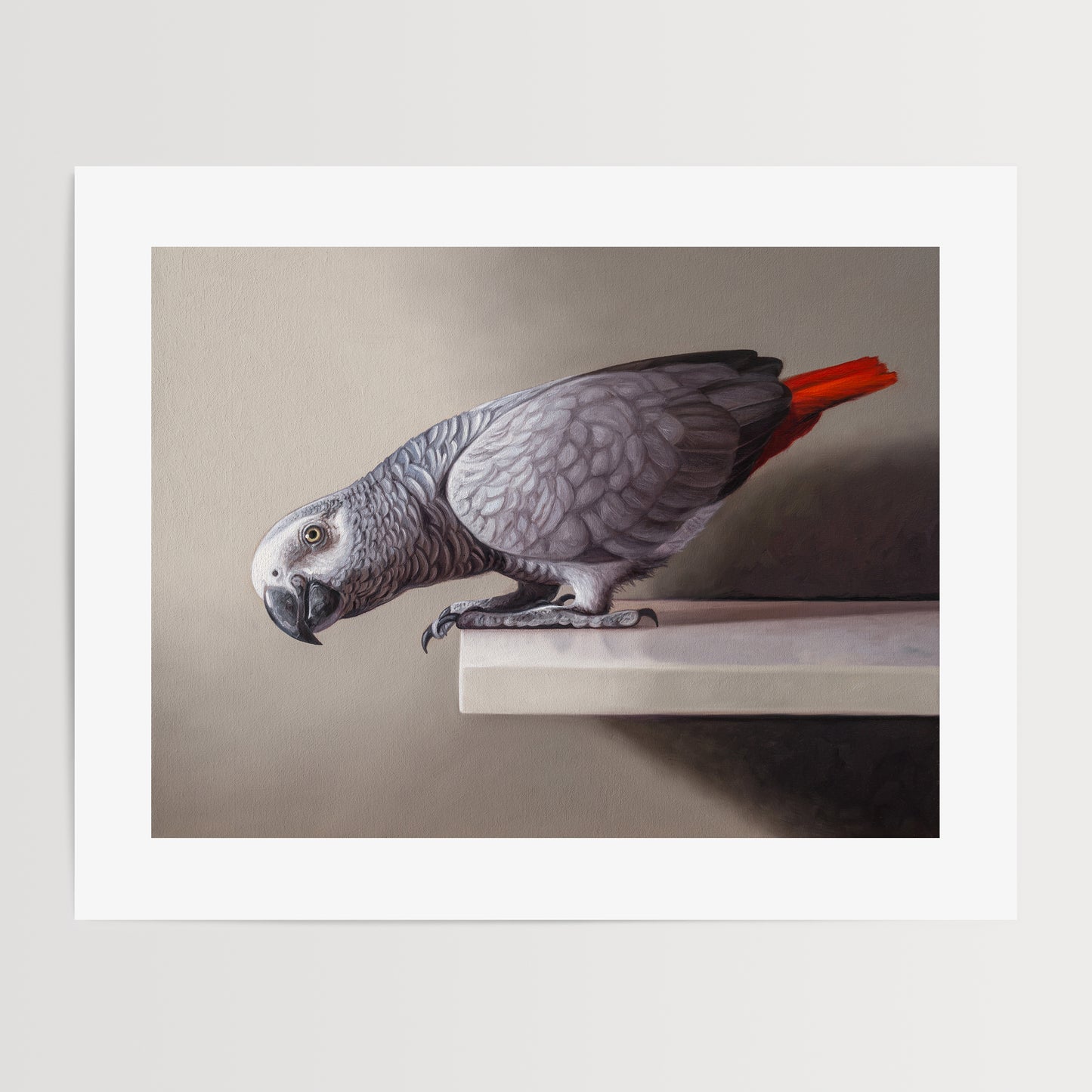 Curious African Grey Parrot Fine Art Print by Lauren Pretorius: an African Grey Parrot perched on a ledge, detailed black and grey tones with a red highlight on the tail.