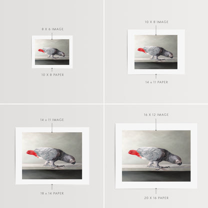 Curious African Grey Parrot Fine Art Print by Lauren Pretorius: a Congo African Grey Parrot curiously peeking over the edge of a white shelf.
