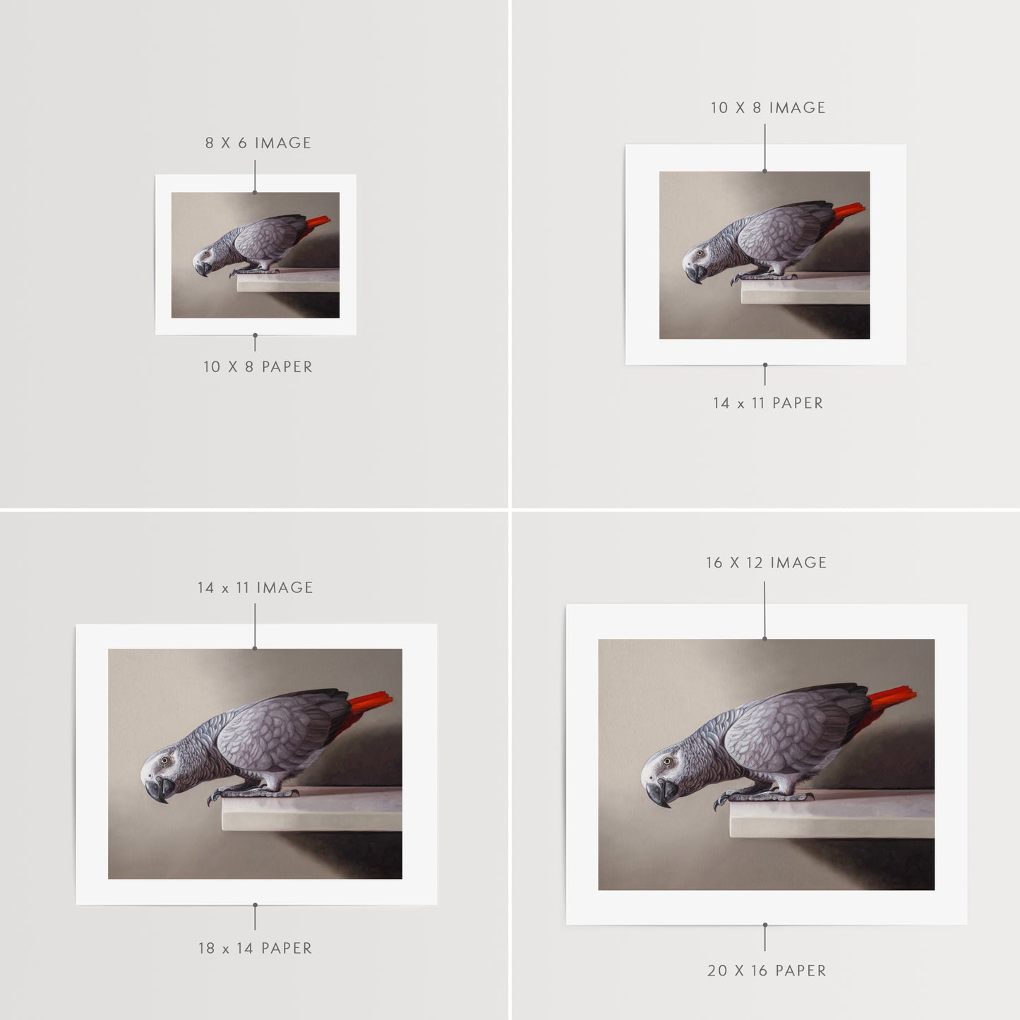 Curious African Grey Parrot Fine Art Print by Lauren Pretorius: an African Grey Parrot perched on a ledge, detailed black and grey tones with a red highlight on the tail.