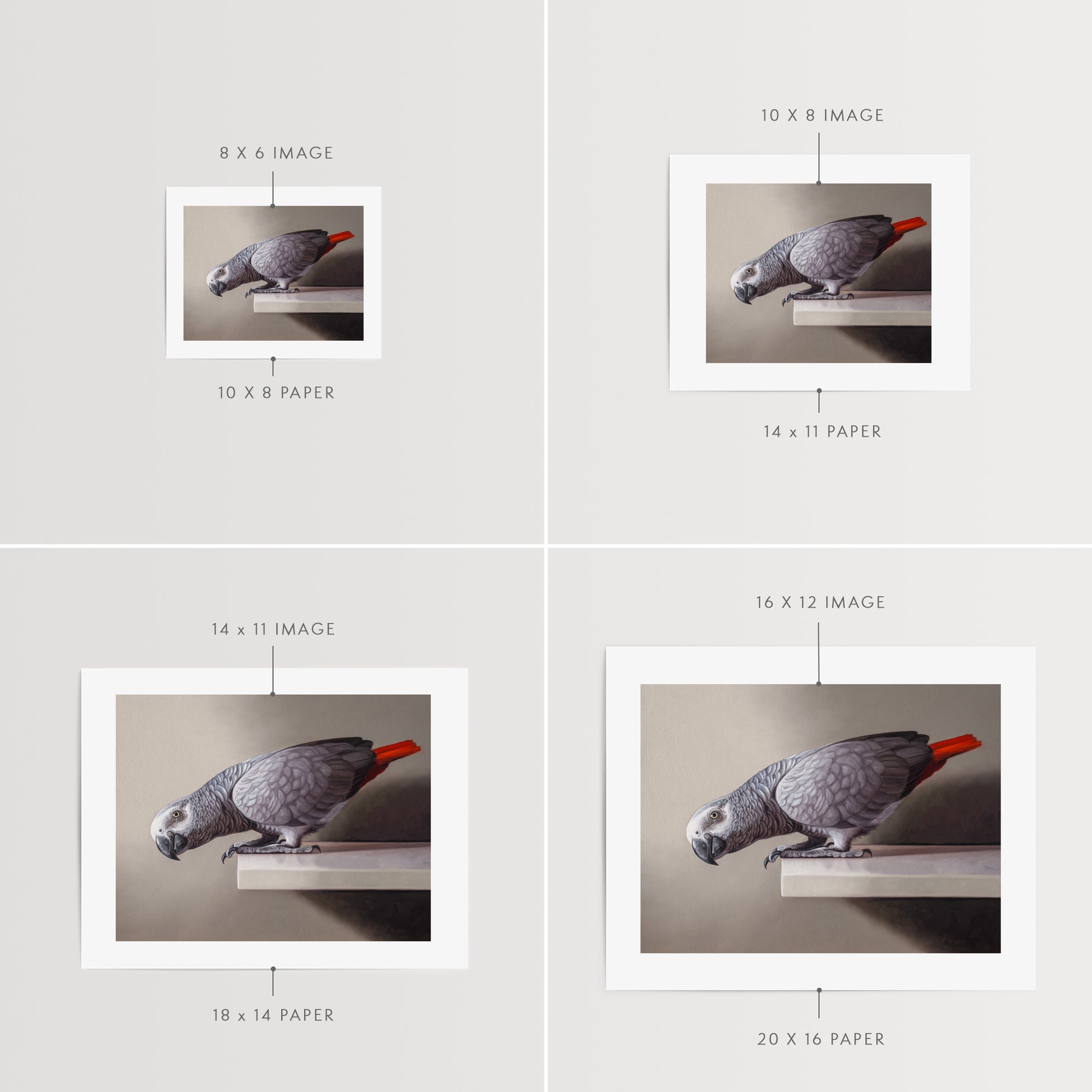 Curious African Grey Parrot Fine Art Print by Lauren Pretorius: an African Grey Parrot perched on a ledge, detailed black and grey tones with a red highlight on the tail.
