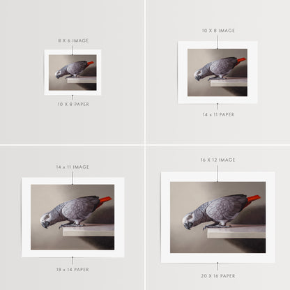 Curious African Grey Parrot Fine Art Print by Lauren Pretorius: an African Grey Parrot perched on a ledge, detailed black and grey tones with a red highlight on the tail.