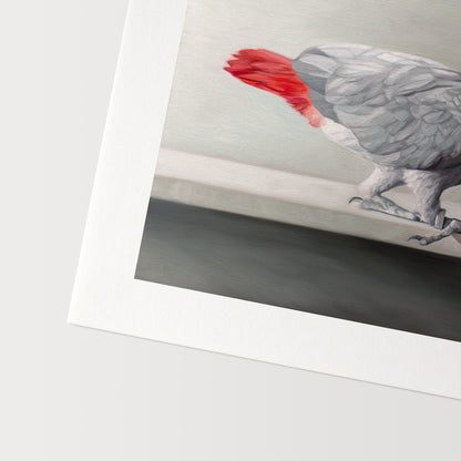 Curious African Grey Parrot Fine Art Print by Lauren Pretorius: a Congo African Grey Parrot curiously peeking over the edge of a white shelf.
