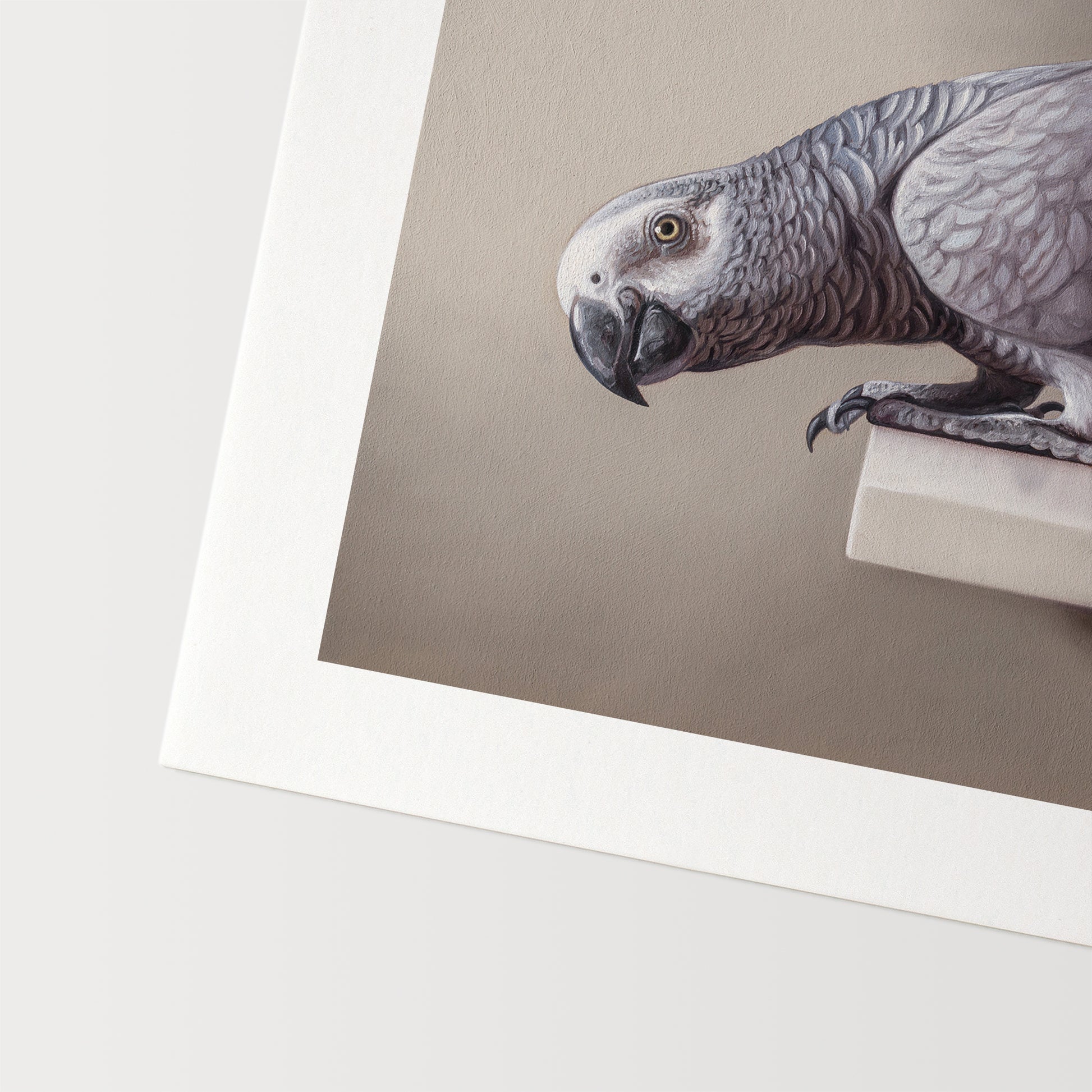 Curious African Grey Parrot Fine Art Print by Lauren Pretorius: an African Grey Parrot perched on a ledge, detailed black and grey tones with a red highlight on the tail.