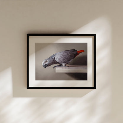 Curious African Grey Parrot Fine Art Print by Lauren Pretorius: an African Grey Parrot perched on a ledge, detailed black and grey tones with a red highlight on the tail.