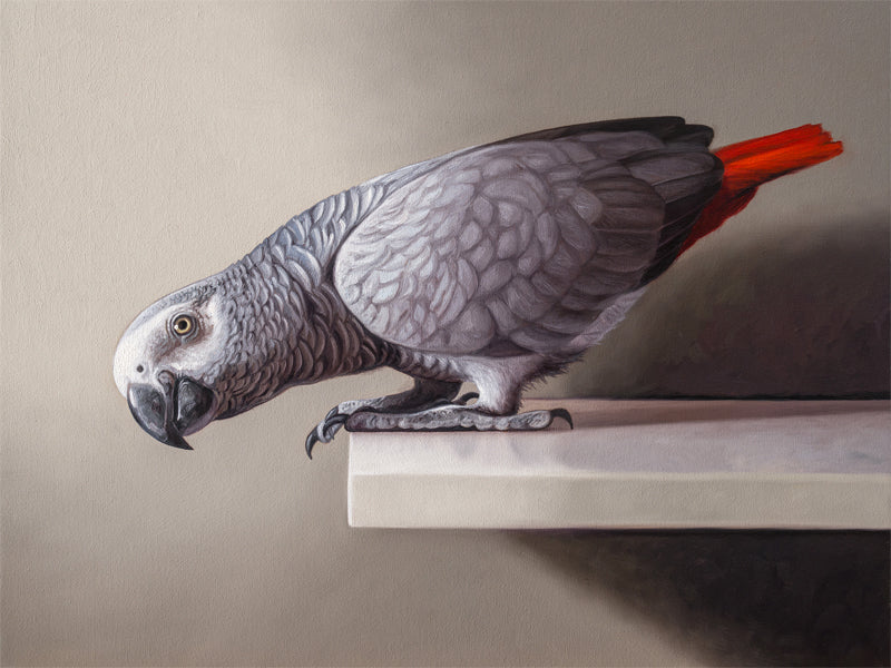 Curious African Grey Parrot Fine Art Print by Lauren Pretorius: an African Grey Parrot perched on a ledge, detailed black and grey tones with a red highlight on the tail.