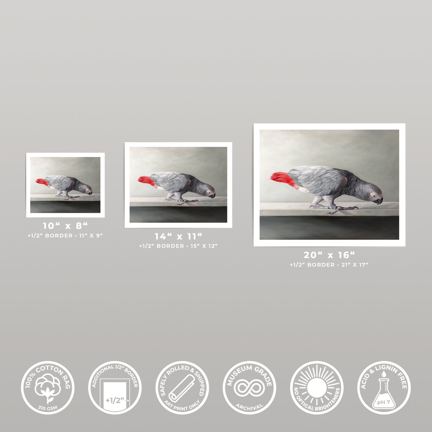 Three fine art prints of a grey parrot with a red tail, displayed in various sizes on a light background.