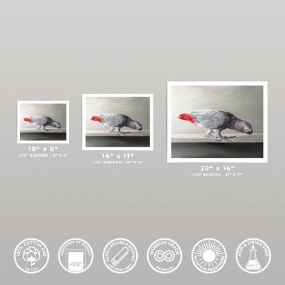 Three fine art prints of a grey parrot with a red tail, displayed in various sizes on a light background.