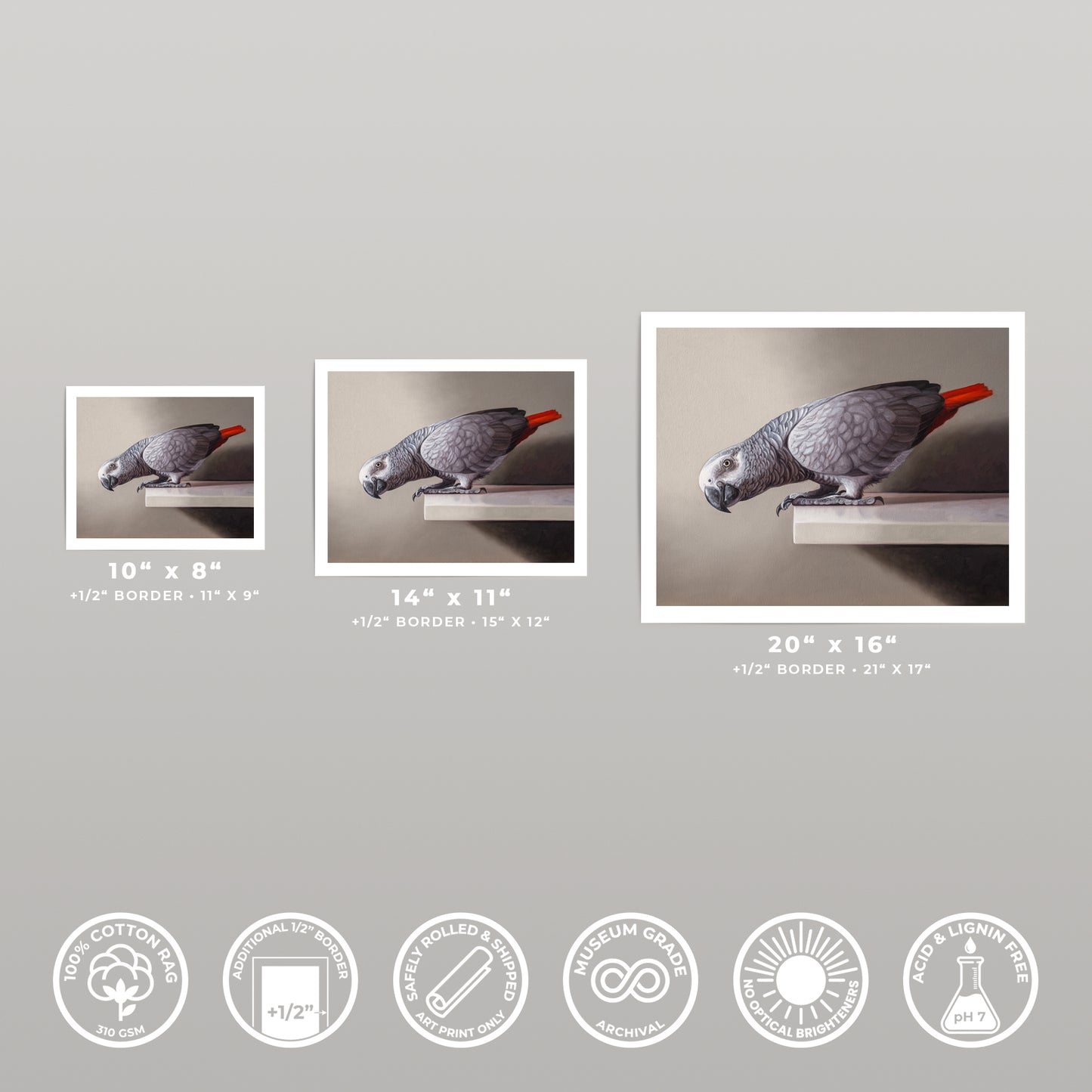 Three sizes of a fine art print featuring a curious African Grey parrot with a red tail, on cotton rag paper.