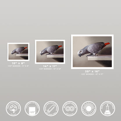 Three sizes of a fine art print featuring a curious African Grey parrot with a red tail, on cotton rag paper.